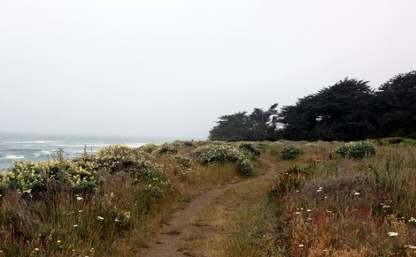 Bluff Top Trail in Gualala Point